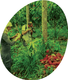 fotografía-de-mazorcas-de-cacao