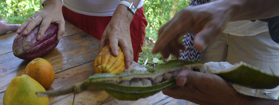 Mazorcas-de-Cacao